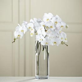 White orchids arranged in a tall clear glass vase