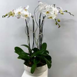 White orchid plant in a white ceramic pot
