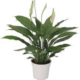 Potted peace lily plant with white blooms