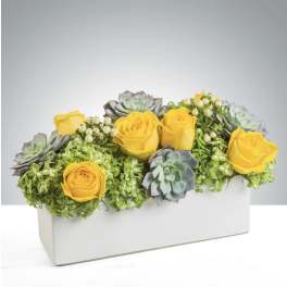 Yellow roses and succulents arranged in a white rectangular box