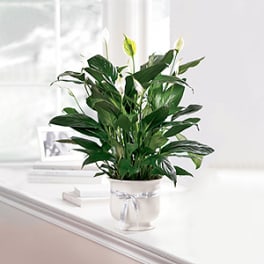 Potted peace lily with white blooms in a white container