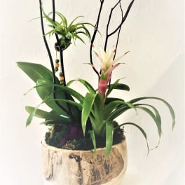 Orchid Bowl