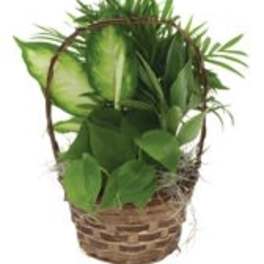 Basket of green potted plants with a woven handle