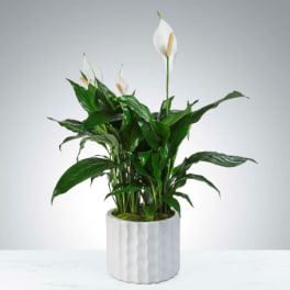 Modern Spathiphyllum Plant by BloomNation™