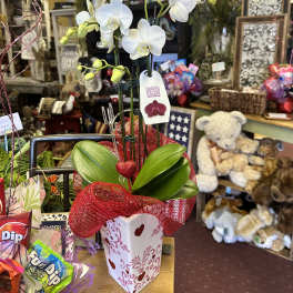 White orchid arrangement in a decorated heart-patterned pot with red mesh wrap