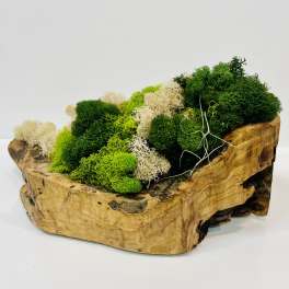 Moss In Natural Wood