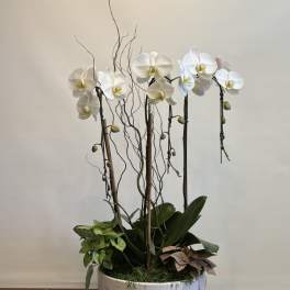 White orchids arranged in a round planter with decorative branches