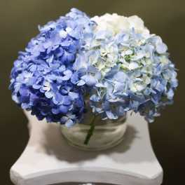 Blue and white hydrangeas arranged in a clear glass vase