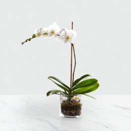 White orchid plant in a clear glass container