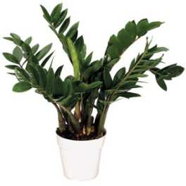 Potted green houseplant in a white container
