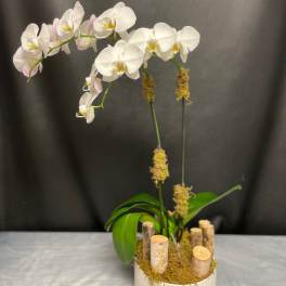 White phalaenopsis orchid plant with arching stems in a white pot with wood accents