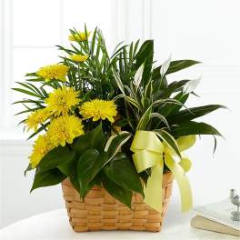 Yellow chrysanthemums in a woven basket with a pale ribbon