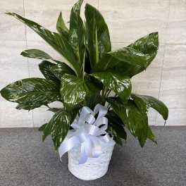 Glossy green potted plant in a white basket with a white ribbon bow