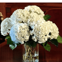 CLASSIC HYDRANGEA