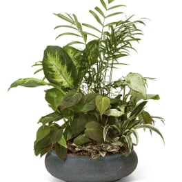 Mixed green houseplants in a round gray planter