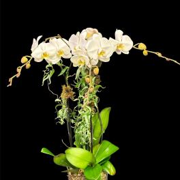 White orchids in a glass vase with green leaves and pebbles