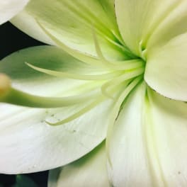 Close-up of pale white-green flower petals with a dark background