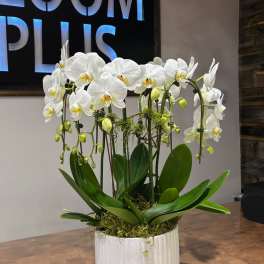 BP37 - Double White Orchid Large