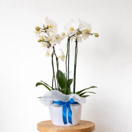 White orchid plant in a white pot with a blue ribbon