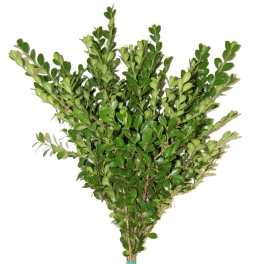 Bundle of fresh green foliage stems tied together against a white background