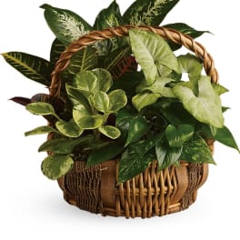 Basket of assorted green houseplants with a woven handle