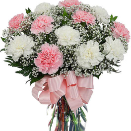 12 Pink & White Carnations