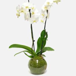 White orchid plant in a glass bowl with moss