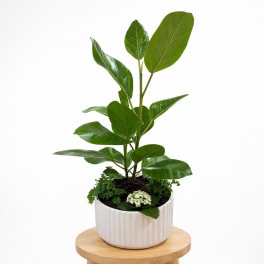 Potted green plant in a white ribbed ceramic pot on a wooden stool