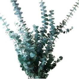 Bundle of blue-green eucalyptus stems fanned out against a white background