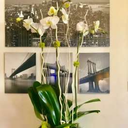White orchids in a white ribbed pot with broad green leaves