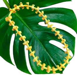 Large green tropical leaf with a yellow flower garland draped across it