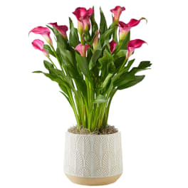 Potted Calla Lily Plant - Assorted Colors