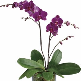 Purple orchids in a glass vase with pebbles