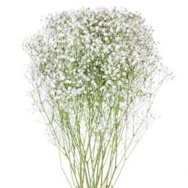 Tall bundle of baby's breath stems with clusters of tiny white flowers