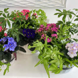 Mixed potted plants with pink blossoms and purple flowers in white round containers.