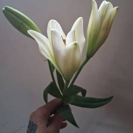 White lily blooms and buds held in a hand