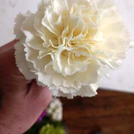 Close-up of a white carnation held in a hand