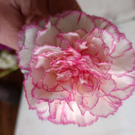 Close-up of a pink-and-white carnation bloom with ruffled petals