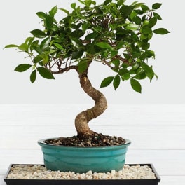 Potted bonsai tree with a twisted trunk in a teal planter