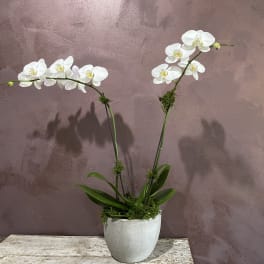 White orchids in a gray pot on a table