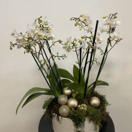 White orchid arrangement in a white bowl with gold decorative spheres