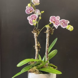 Potted orchid plant with speckled pink-and-white blooms