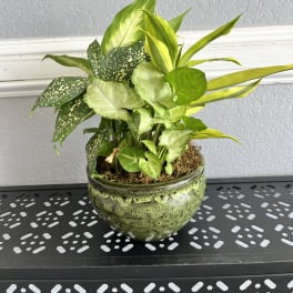 Potted mixed green houseplants in a ceramic bowl