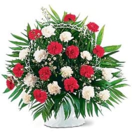 Red and white carnation arrangement in a white vase