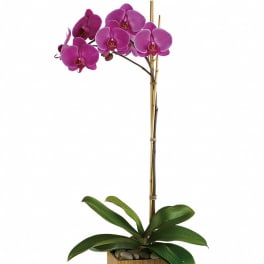 Potted orchid with magenta blooms in a wooden planter