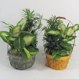 Two potted green houseplants in woven baskets