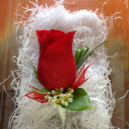 Single red rose in a clear gift box with white filler
