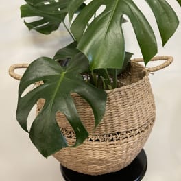 Monstera plant in a woven basket planter
