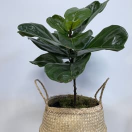 Potted fiddle leaf fig plant in a woven basket