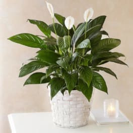 6" Peace Lily in basket
